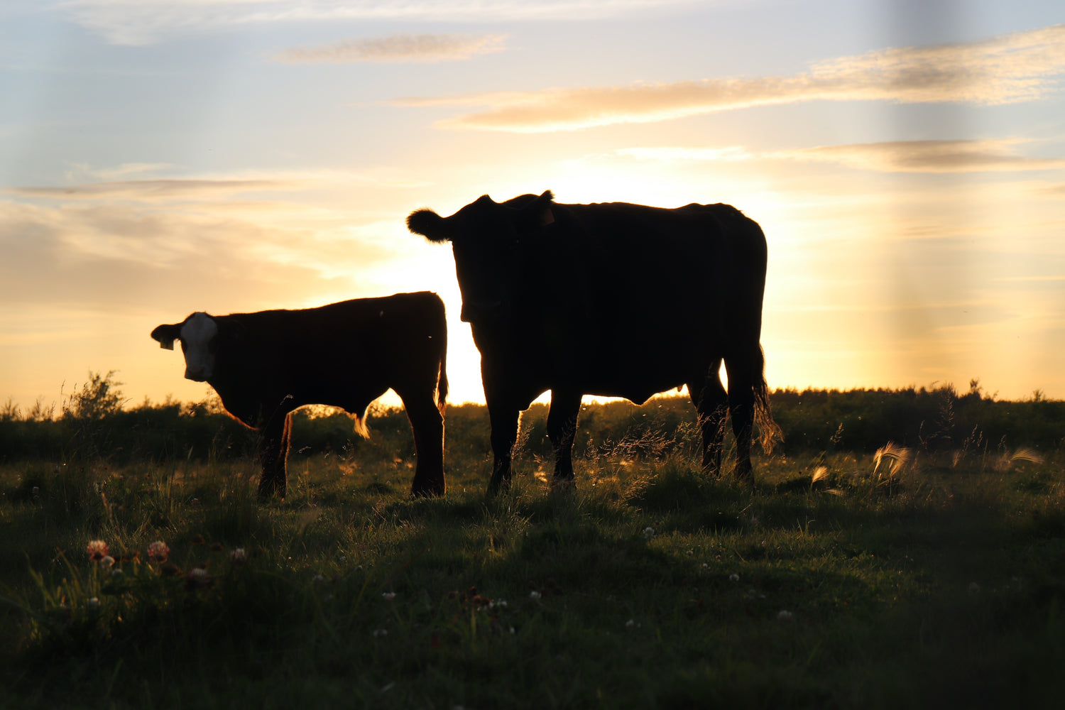 Livestock Supplies